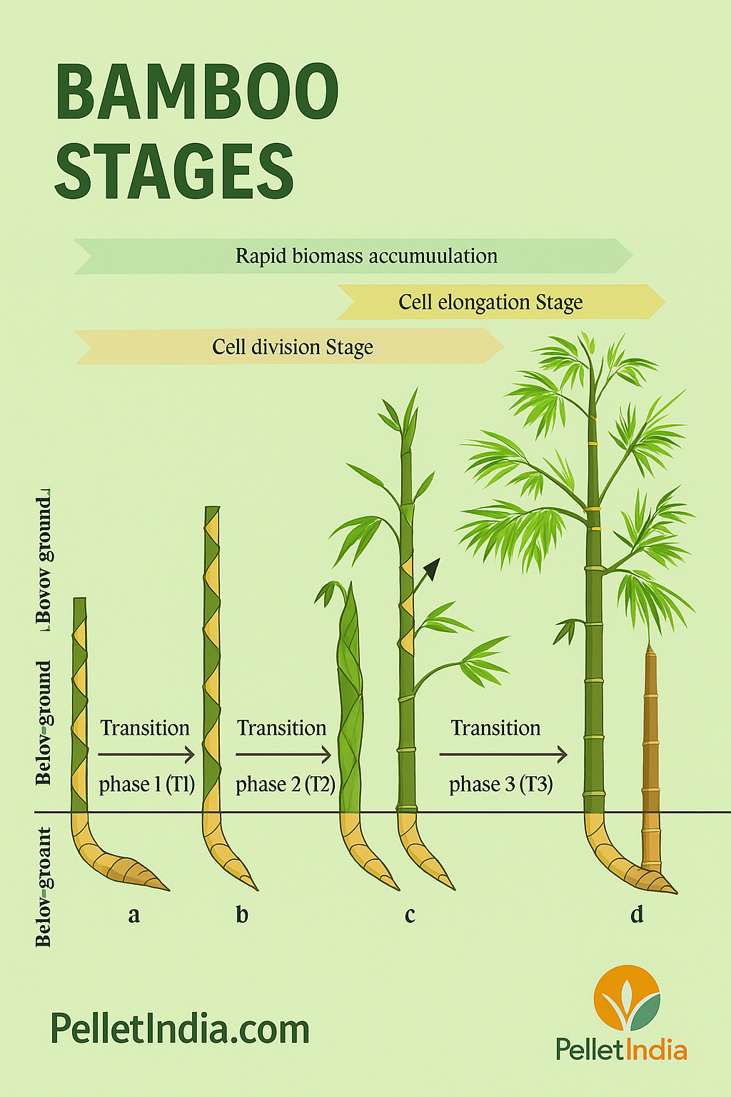 bamboo stages
