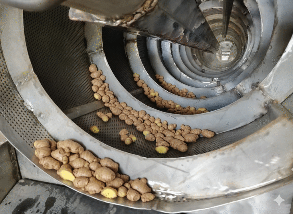 ginger washing 1024x747 1